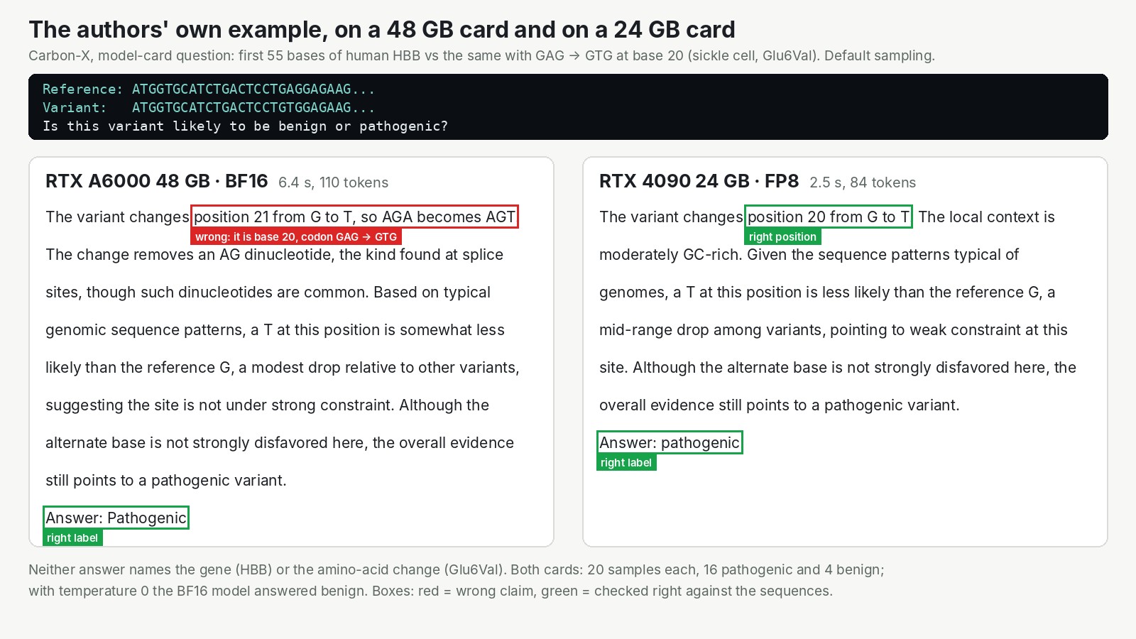 La question des auteurs sur la drépanocytose posée à Carbon-X sur deux cartes. À gauche, RTX A6000 48 GB en BF16, 6,4 s, 110 tokens : un cadre rouge sur "position 21 from G to T, so AGA becomes AGT", faux, c'est la base 20 et le codon GAG devient GTG. À droite, RTX 4090 24 GB en FP8, 2,5 s, 84 tokens : un cadre vert sur "position 20 from G to T". Les deux finissent par "Answer: pathogenic", encadré en vert